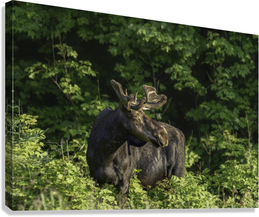 Bull Moose in early morning light. Canvas Print