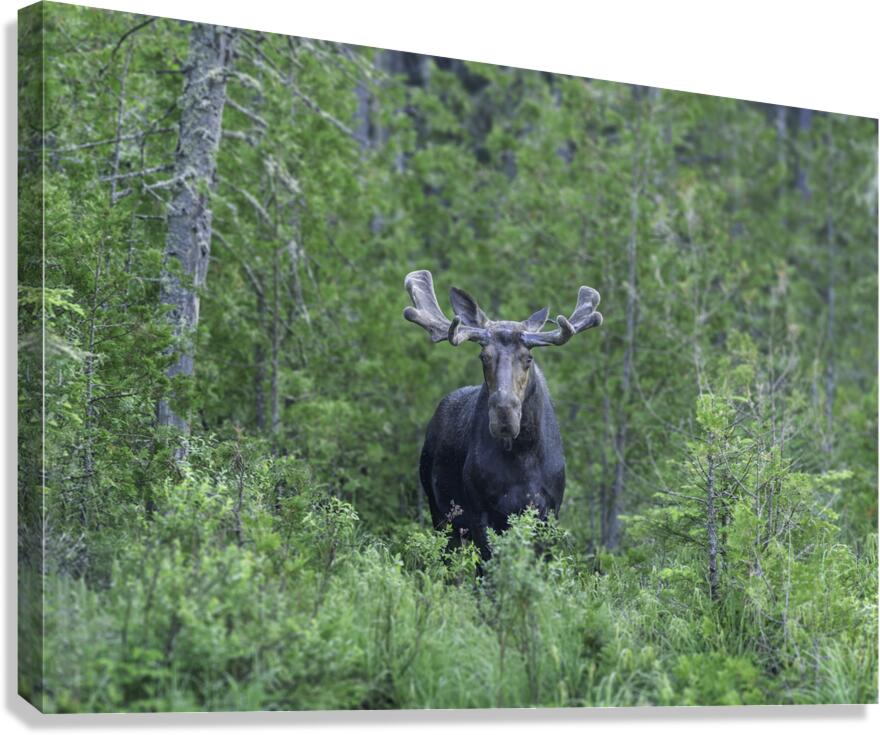 Gaze of a Bull Moose Canvas Print