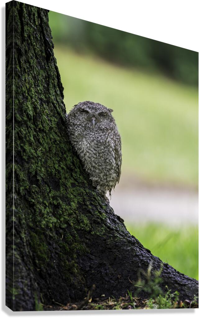 Eastern Screech Owlet Canvas Print