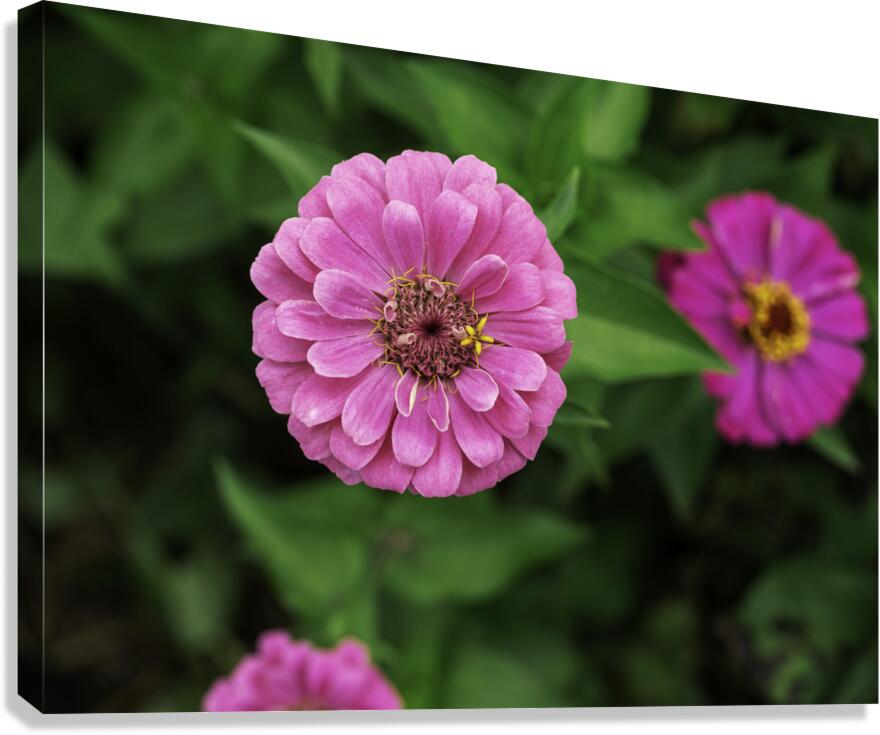 Nature’s art palette Canvas Print