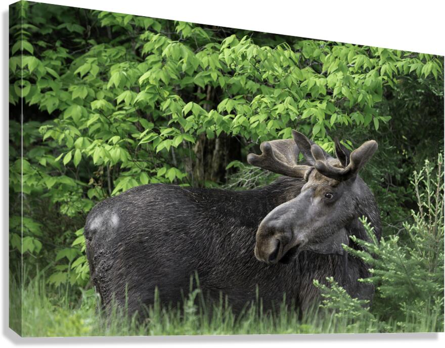 Gentle Giant Canvas Print
