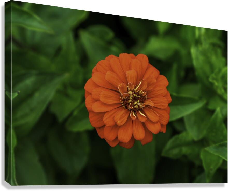 Dahlia Delight Canvas Print