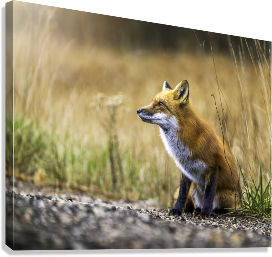 Fox portrait in morning light Canvas Print