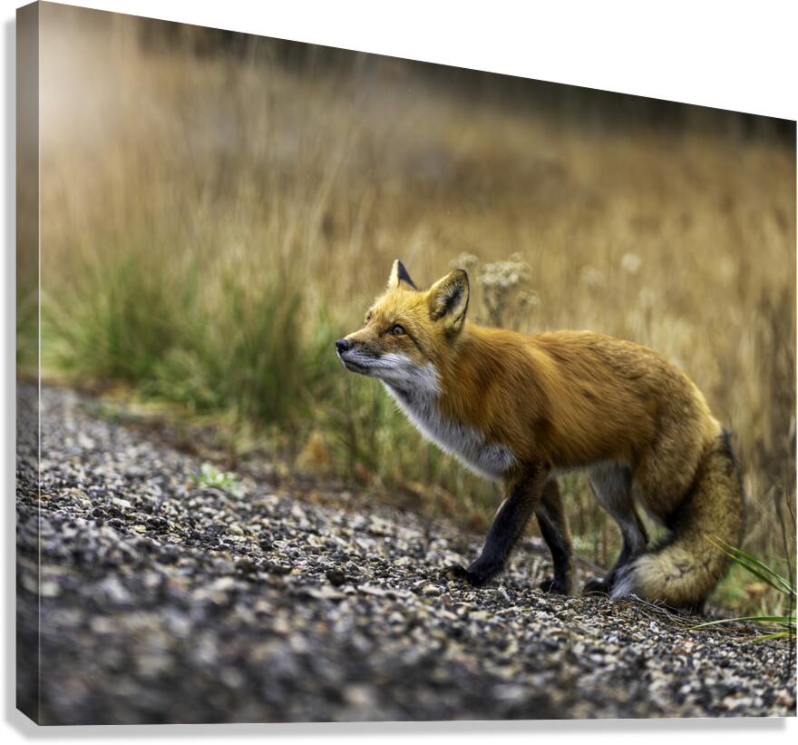 Opportunistic Fox Canvas Print