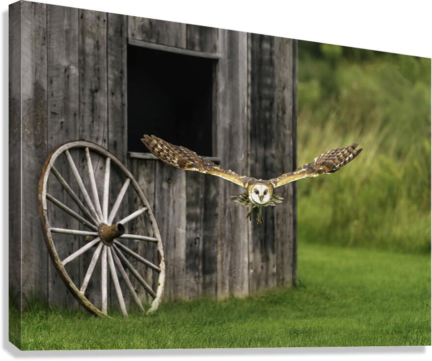 Barn Owl Colored Canvas Print