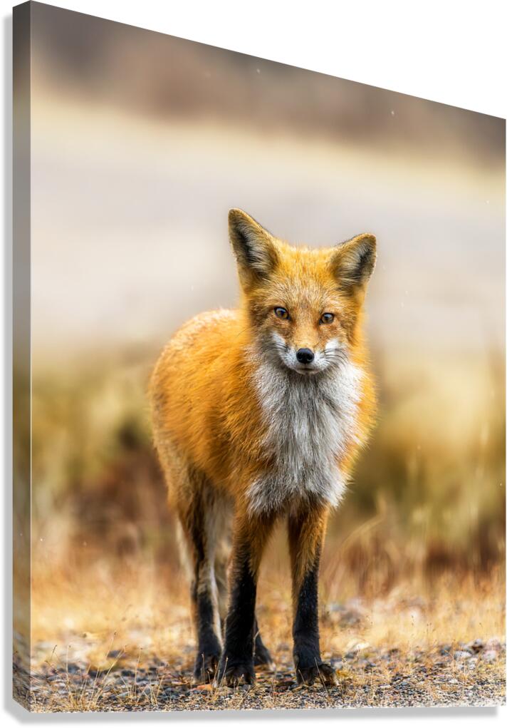 Foxing Around Canvas Print