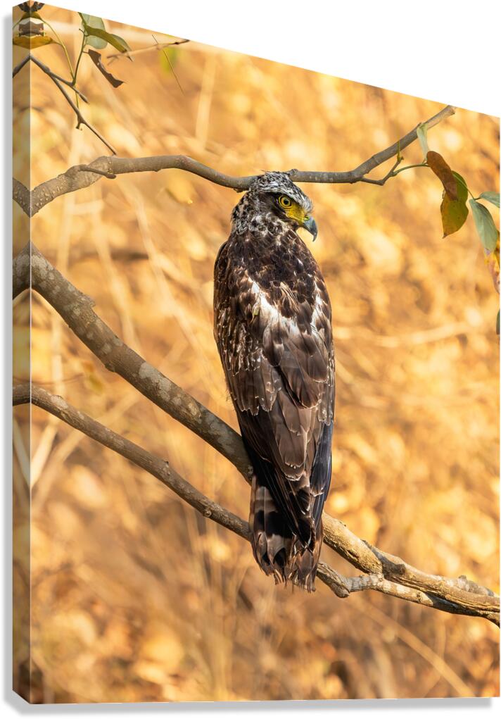 Crested Serpent Eagle. Canvas Print