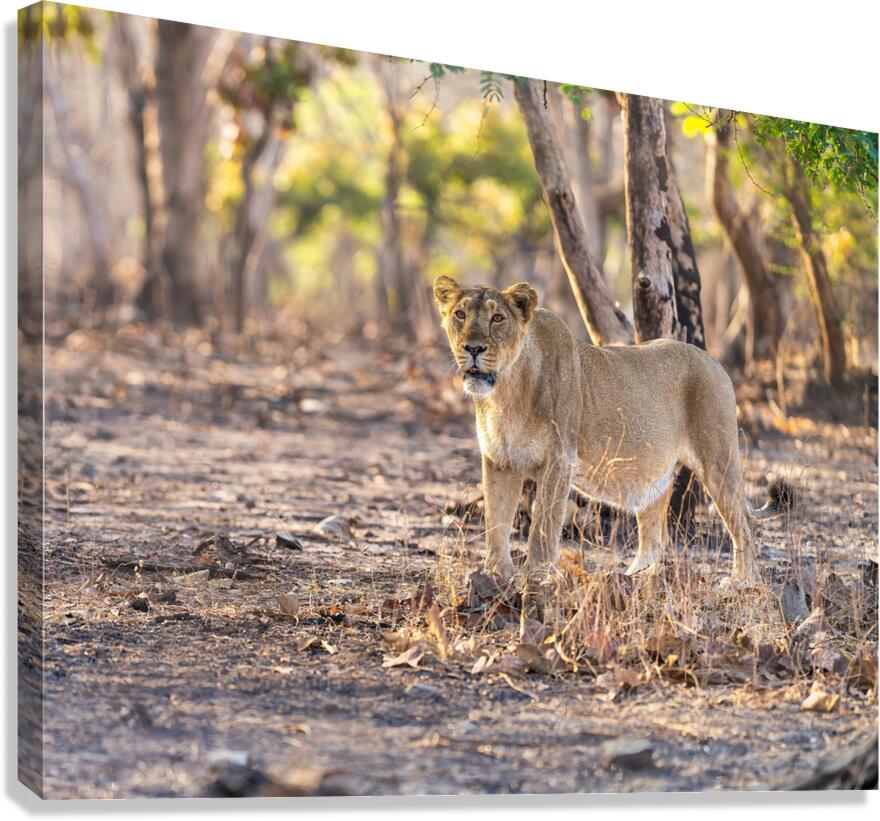 Lioness watching her pride. Canvas Print