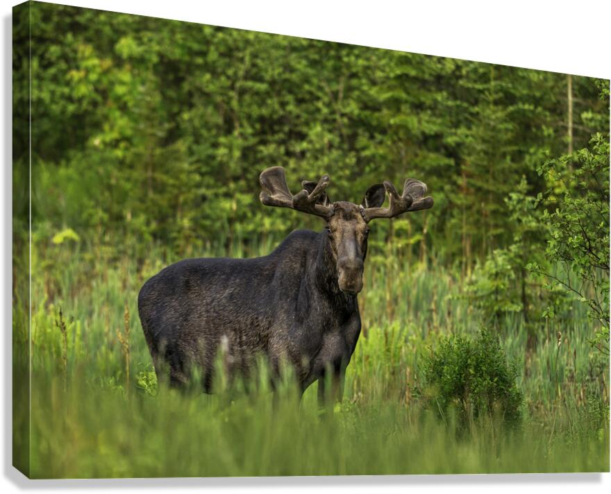 Bull Moose in Algonquin Park. Canvas Print