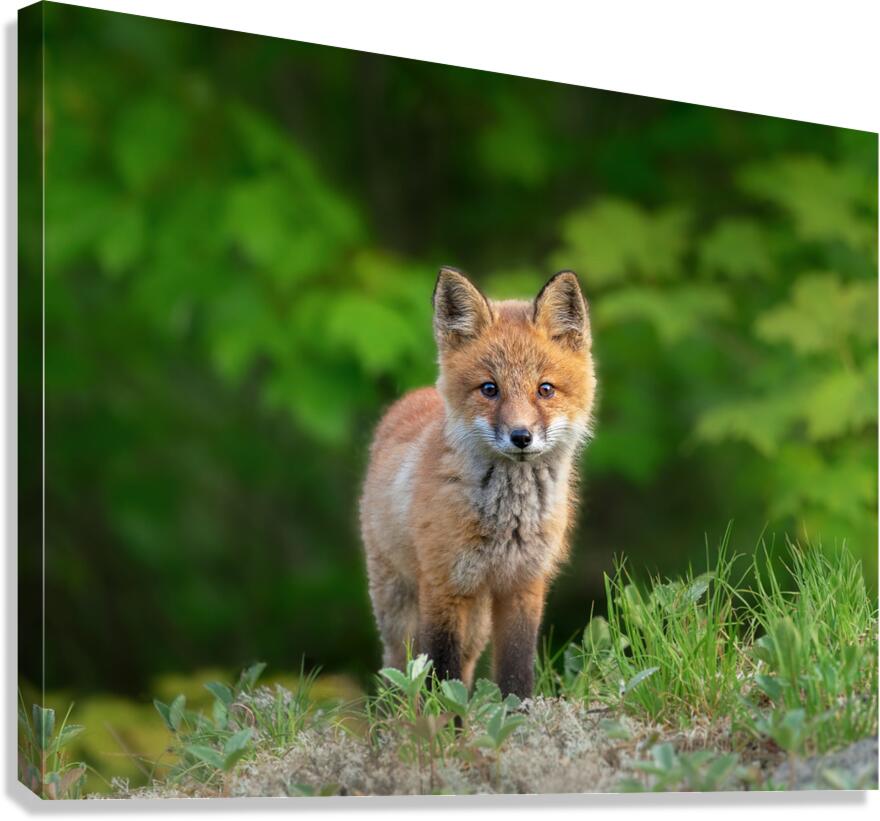 Portrait of a Fox Canvas Print