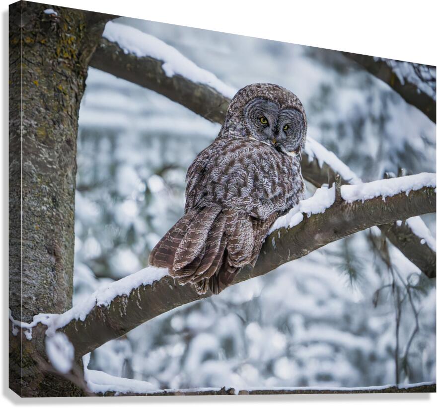 Great Grey Owl Canvas Print