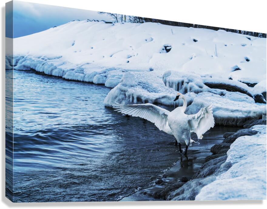 Swan in Winter Canvas Print