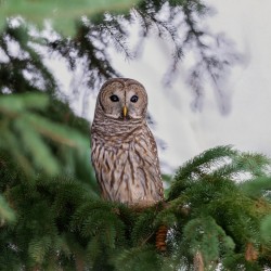 Barred Owl