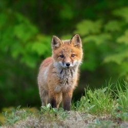 Portrait of a Fox
