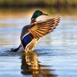 A Mallard’s Ballet.
