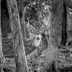 The Big Spotted Deer