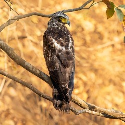 Crested Serpent Eagle.