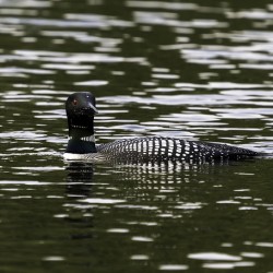 Common Loon in Water.