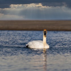 Swan on Lake Ontario