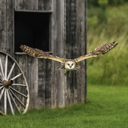 Barn Owl Colored