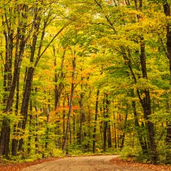 Fall Colors in Forest