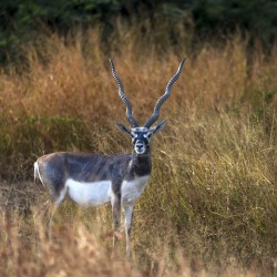 Blackbuck 