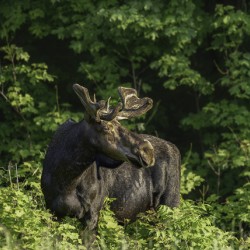 Bull Moose in early morning light.