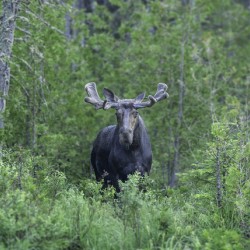 Gaze of a Bull Moose