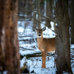 Red Tail Deer