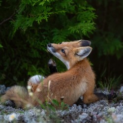 Fox in nature s embrace