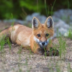Memerizing Gaze of a Fox Kit