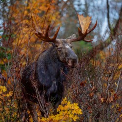 Bull Moose in Fall Colors