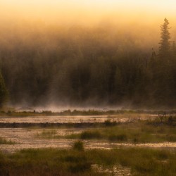 Summer morning in Algonquin Park