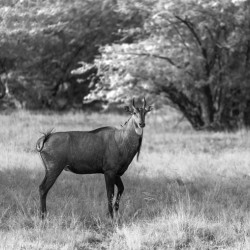 Nilgai