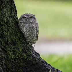 Eastern Screech Owlet