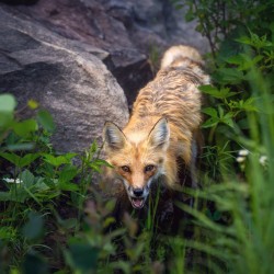 Vigilant gaze of a fox