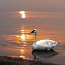 Swan on Lake