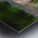 Memerizing Gaze of a Fox Kit Metal print