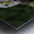 Eagle Eye Metal print