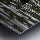 Common Loon in Water. Metal print