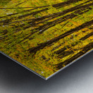 Fall Colors in Forest Metal print