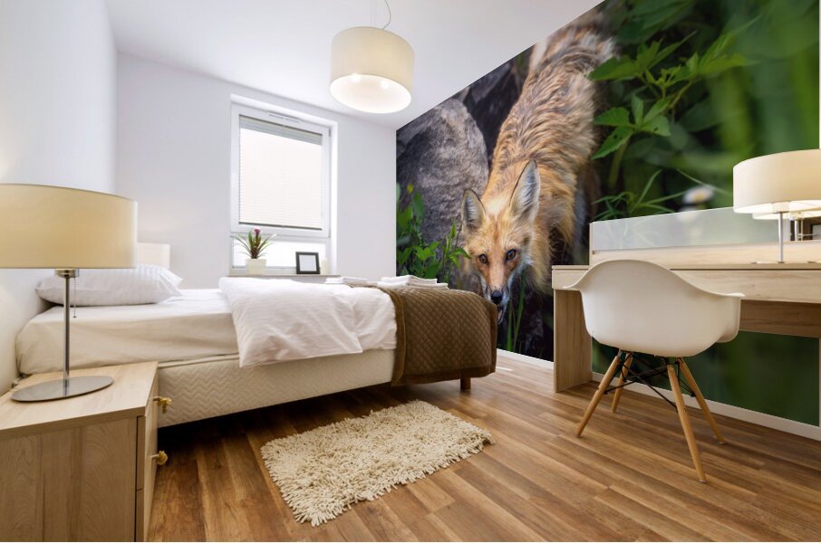 Vigilant gaze of a fox Mural print