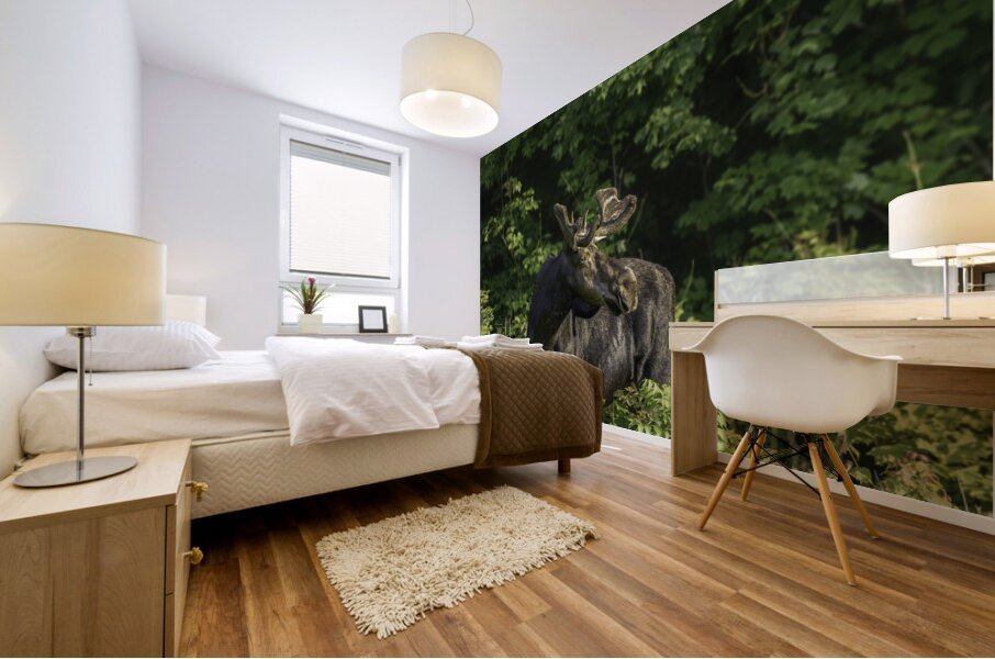 Bull Moose in early morning light. Mural print