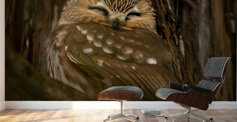 Saw Whet Owl Wall Murals