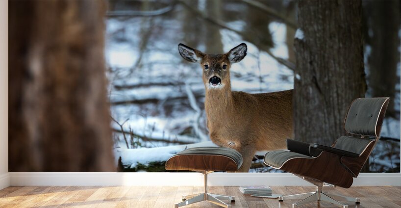 Red Tail Deer Wall Murals