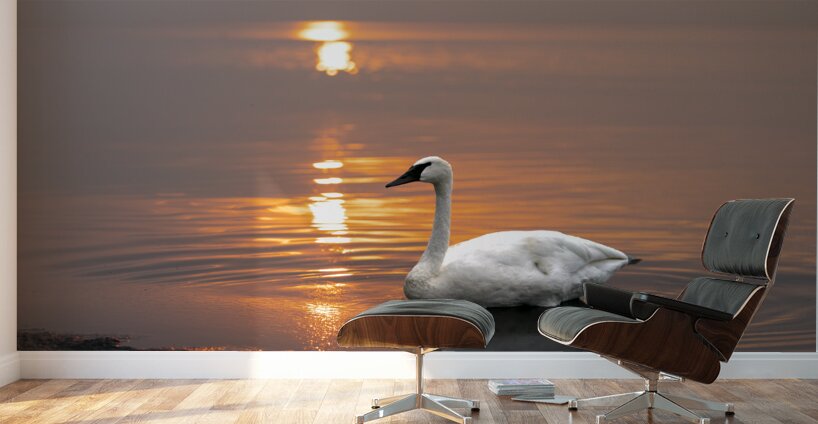 Swan on Lake Wall Murals