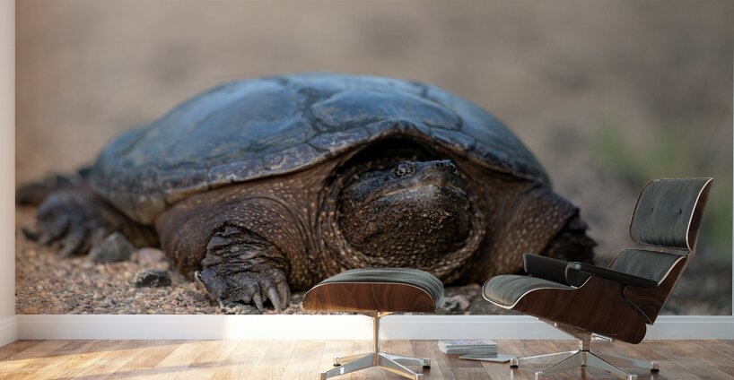 Snapping Turtle Wall Murals