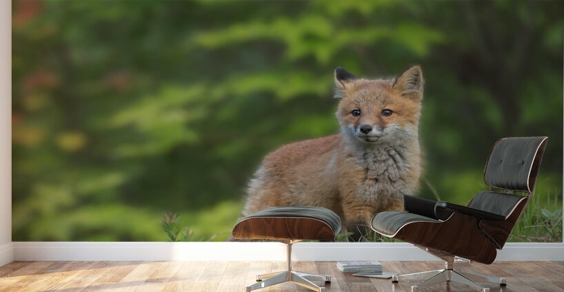 Fox Kit Wall Murals