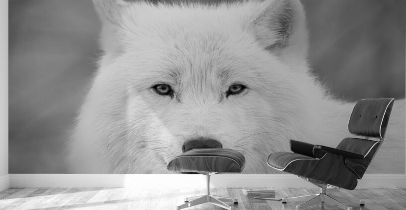 Arctic Wolf Wall Murals