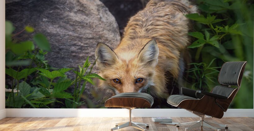 Vigilant gaze of a fox Wall Murals